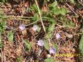 Convolvulus siculus